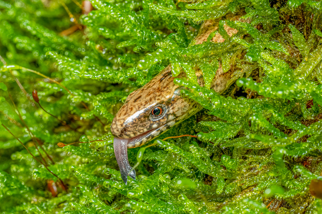 Blindschleiche (Anguis fragilis)