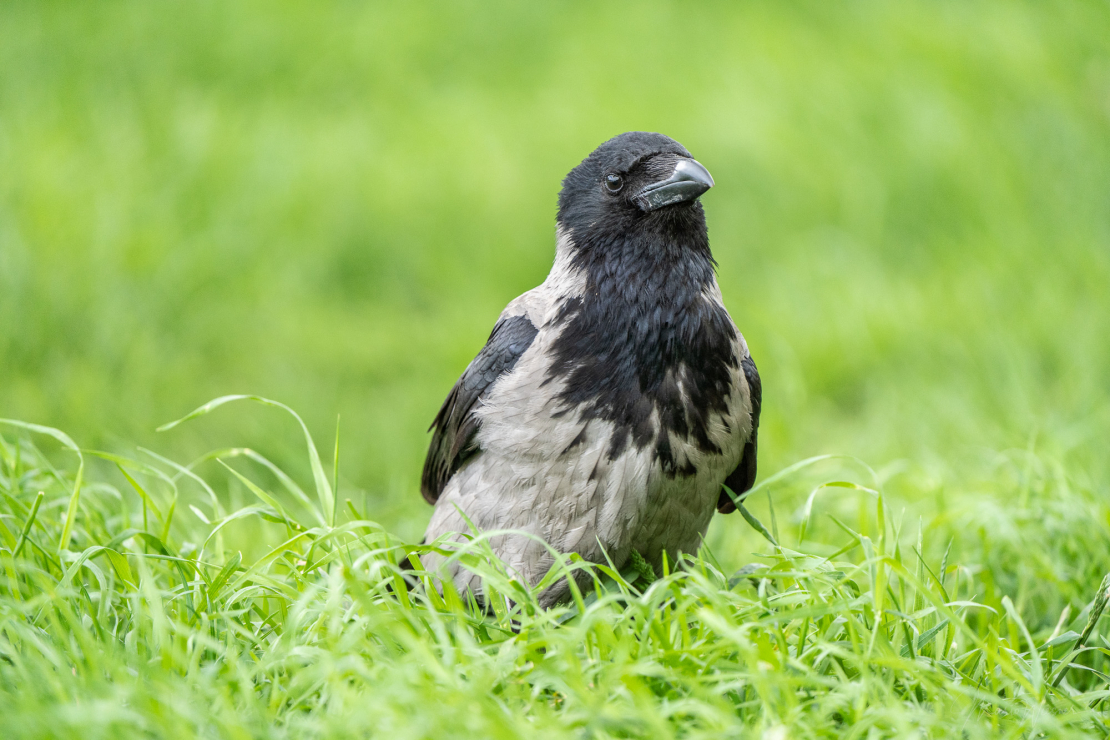 Nebelkrähe (Corvus cornix)