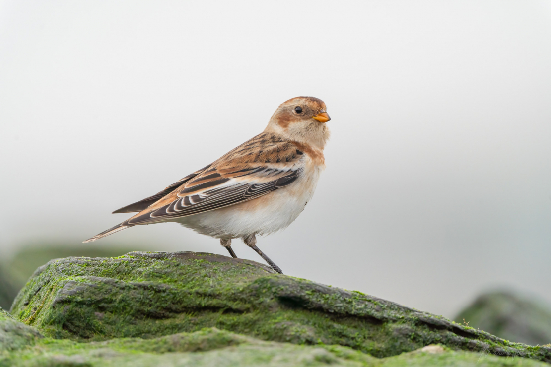 Schneeammer (Plectrophenax nivalis)