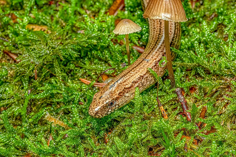 Blindschleiche (Anguis fragilis)