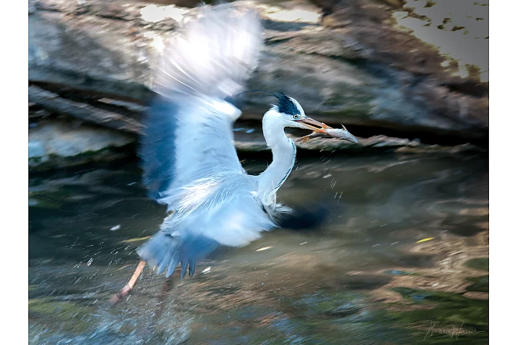 Graureiher (Ardea cinerea)