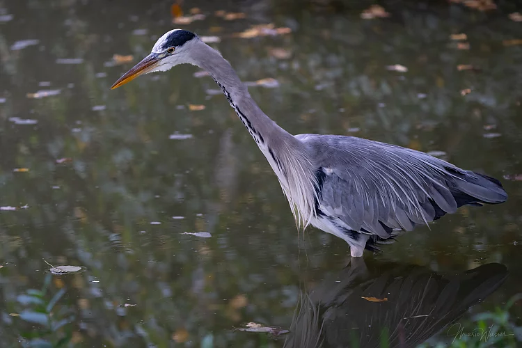 Graureiher (Ardea cinerea)