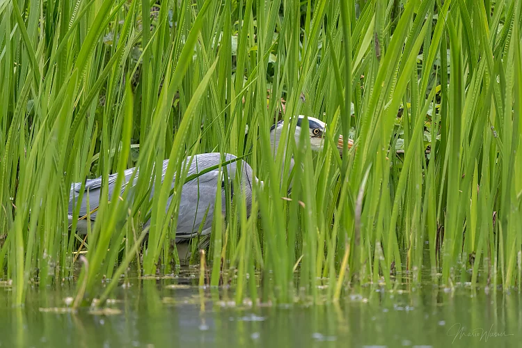 Graureiher (Ardea cinerea)