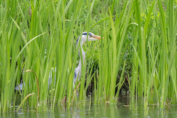 Graureiher (Ardea cinerea)