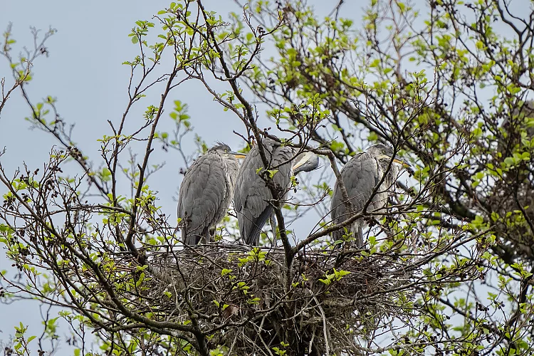 Graureiher (Ardea cinerea)