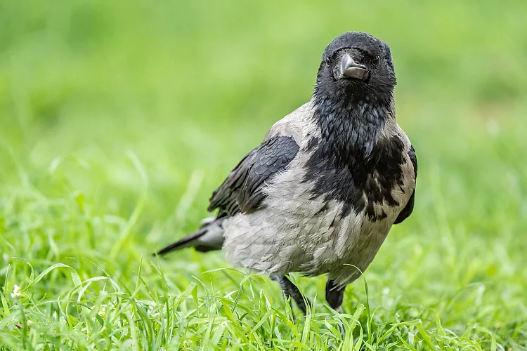 Nebelkrähe (Corvus cornix)