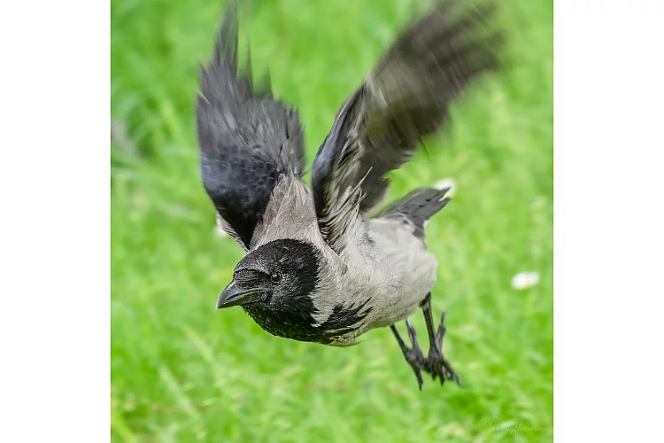 Nebelkrähe (Corvus cornix)