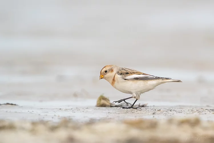 Schneeammer (Plectrophenax nivalis)