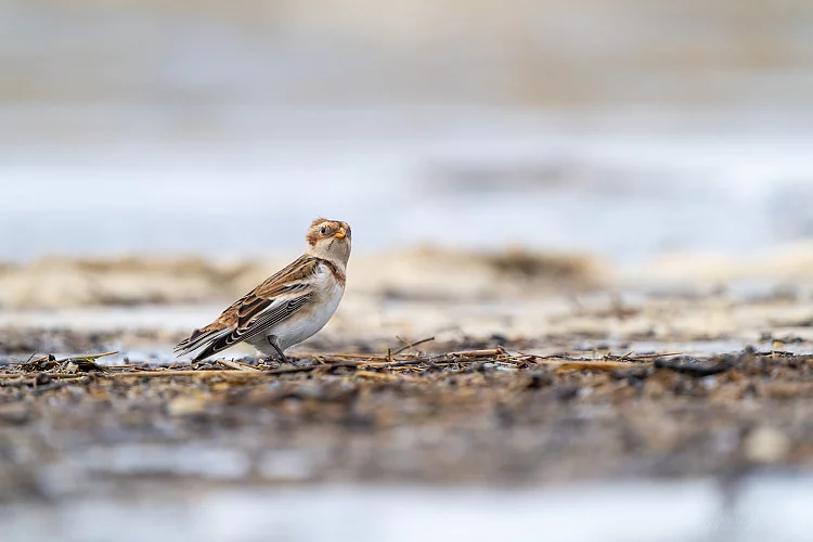 Schneeammer (Plectrophenax nivalis)