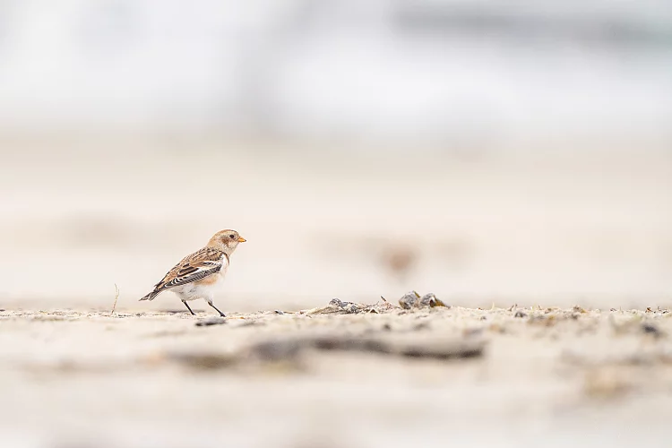 Schneeammer (Plectrophenax nivalis)