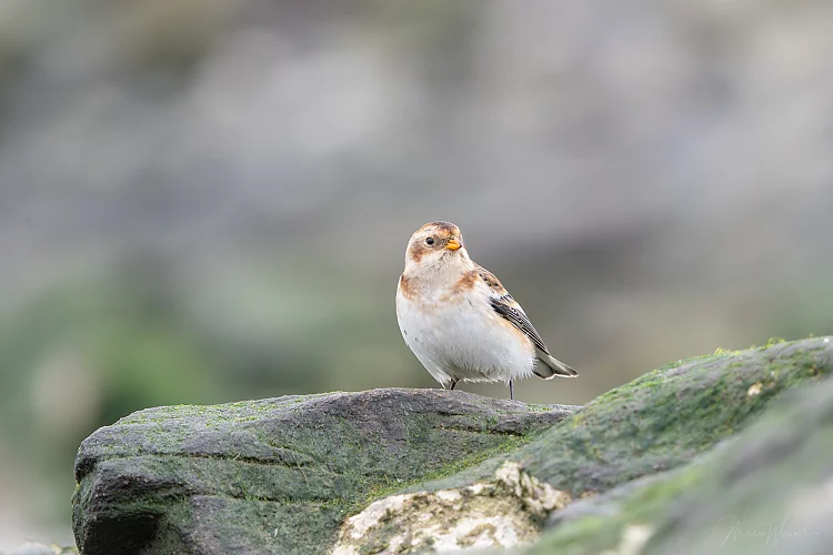 Schneeammer (Plectrophenax nivalis)