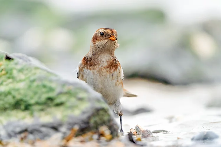 Schneeammer (Plectrophenax nivalis)