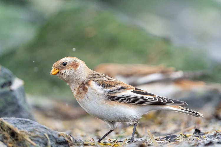 Schneeammer (Plectrophenax nivalis)