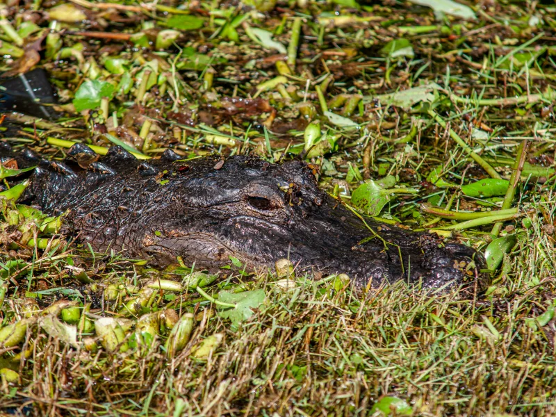 Mississippi Alligator