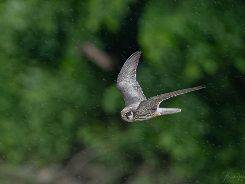 Baumfalke