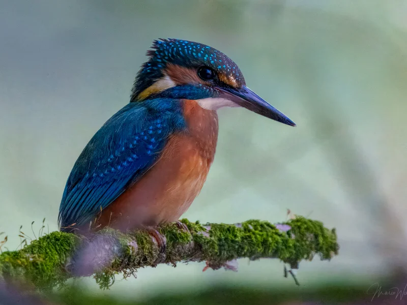 Eisvogel
