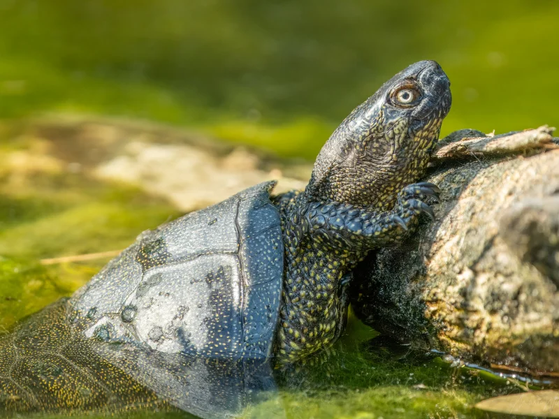 Europäische Sumpfschildkröte