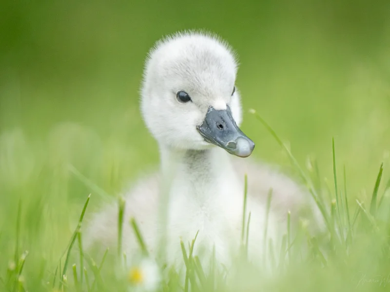 Höckerschwan