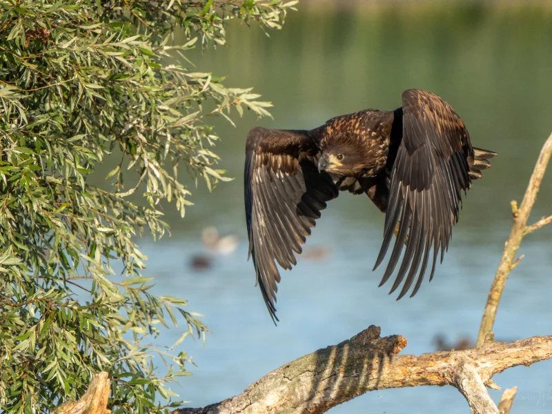 Seeadler