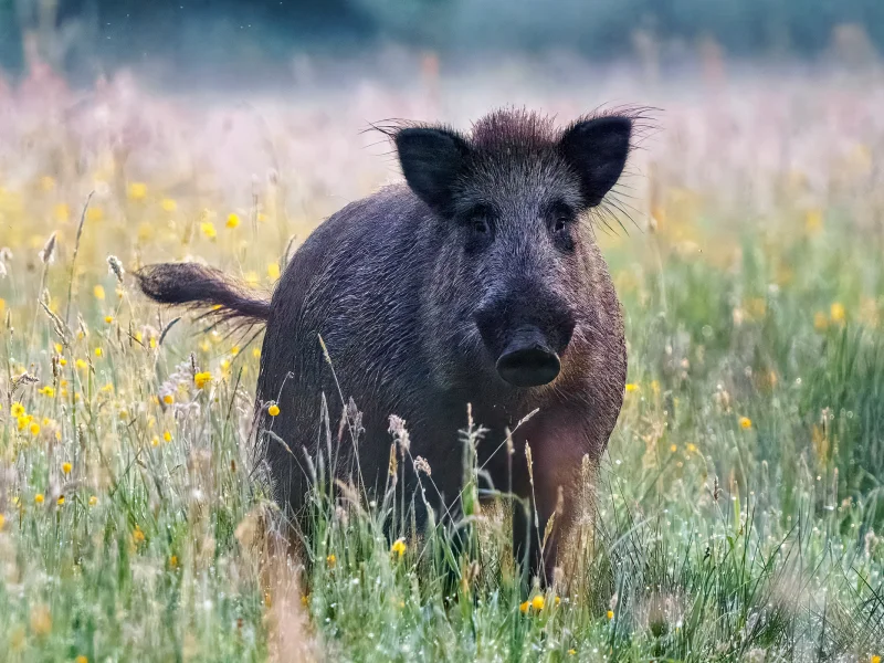 Wildschwein