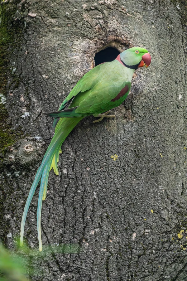 Großer Alexandersittich (Psittacula eupatria)