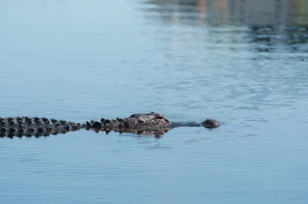 Mississippi-Alligator (Alligator mississippiensis)
