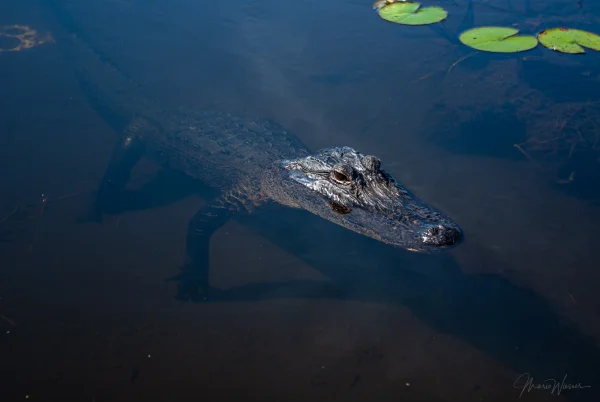 Mississippi-Alligator (Alligator mississippiensis)