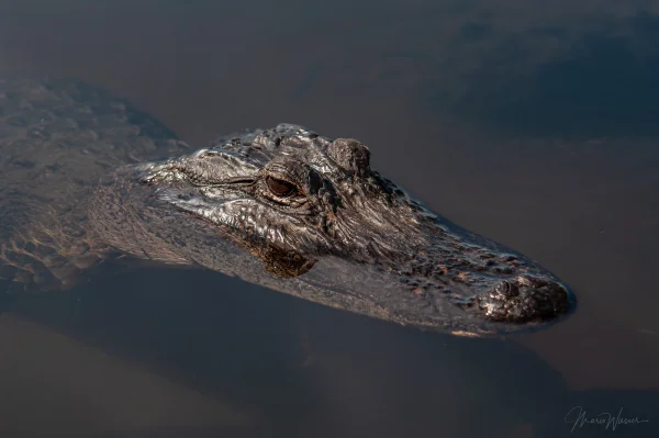 Mississippi-Alligator (Alligator mississippiensis)