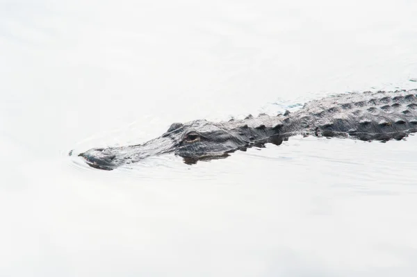 Mississippi-Alligator (Alligator mississippiensis)