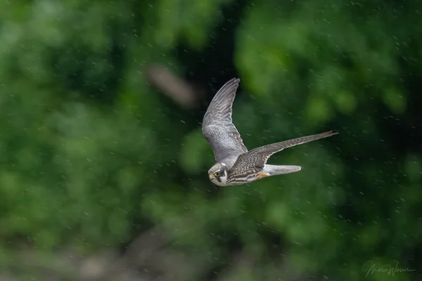Baumfalke