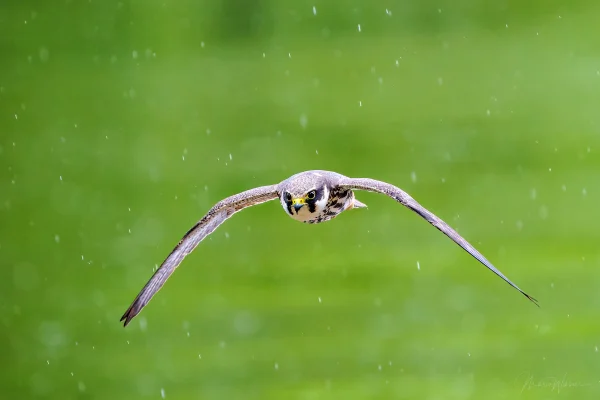 Baumfalke