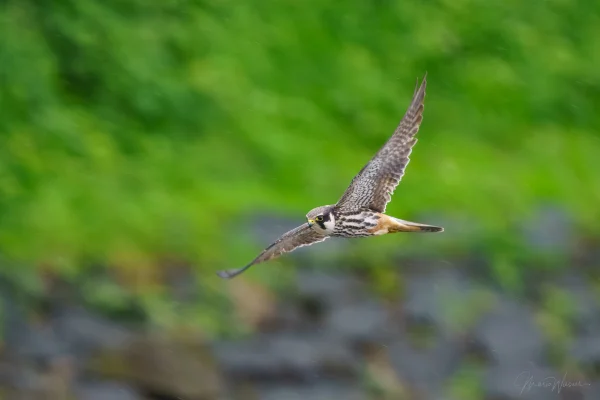 Baumfalke