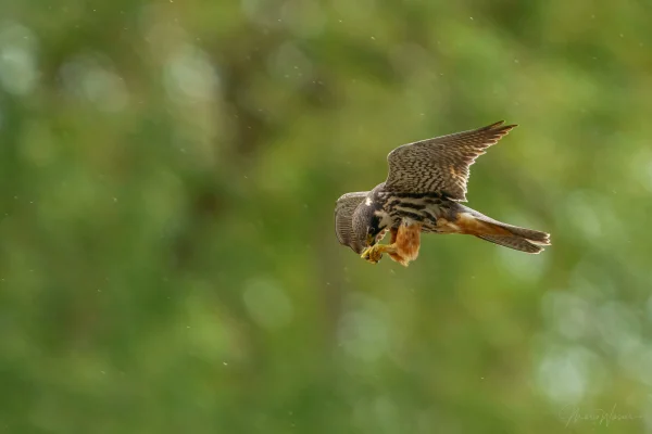 Baumfalke