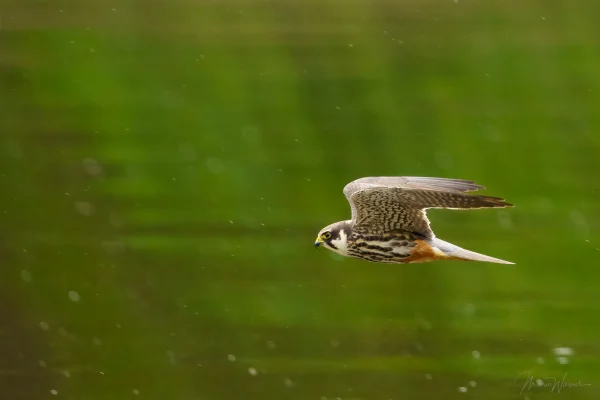 Baumfalke