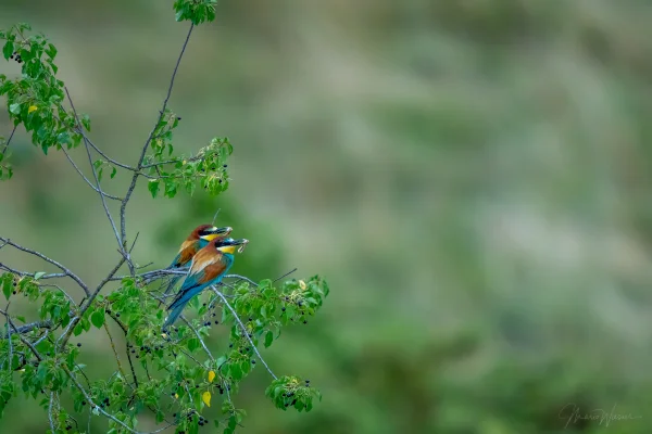 Bienenfresser