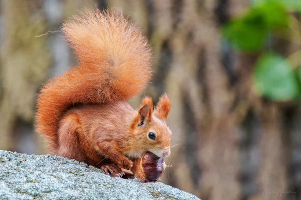Eichhörnchen