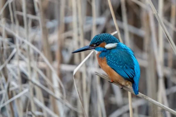 Eisvogel