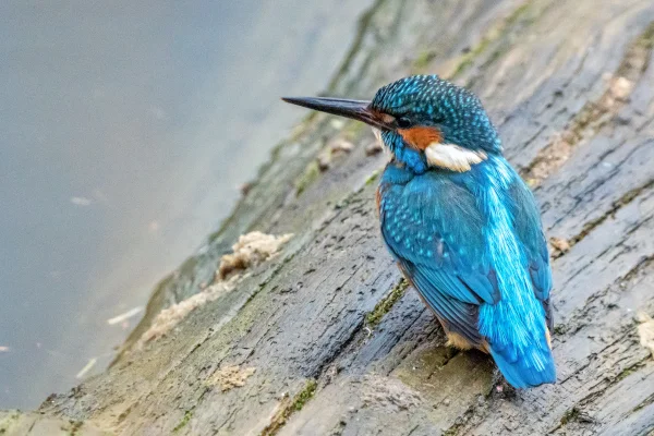 Eisvogel