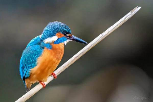 Eisvogel