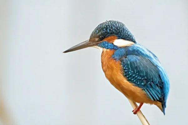 Eisvogel