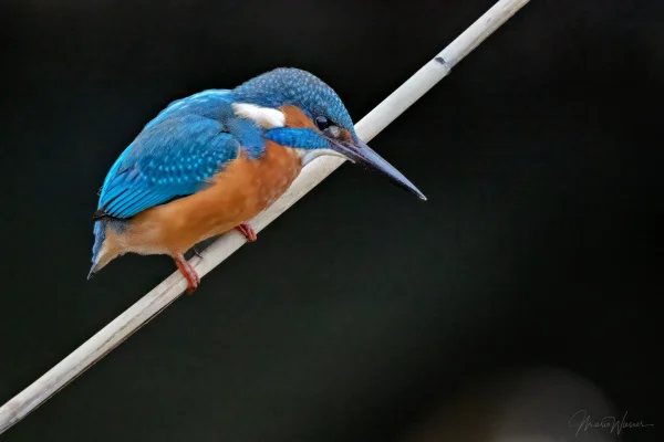 Eisvogel