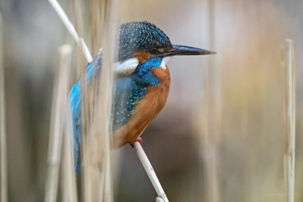 Eisvogel