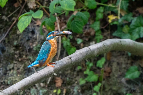 Eisvogel