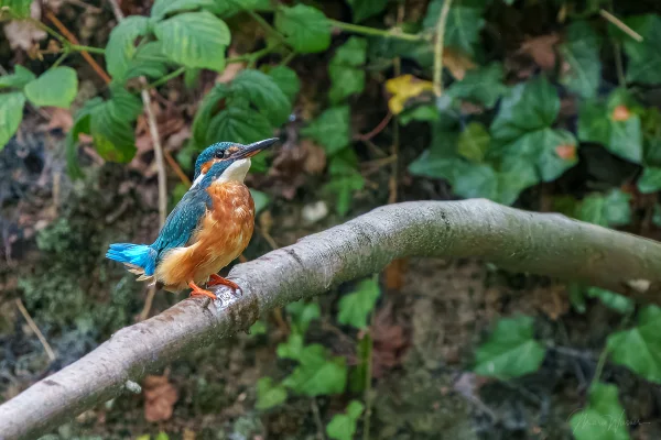 Eisvogel