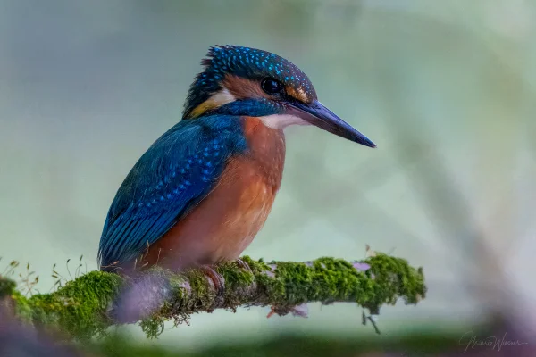 Eisvogel