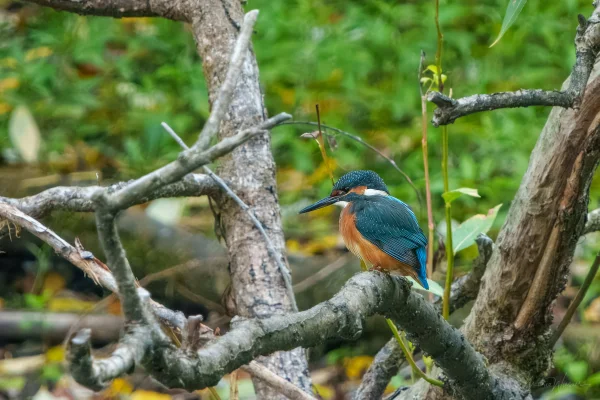 Eisvogel