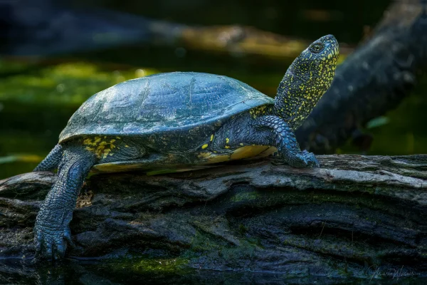 Europäische Sumpfschildkröte