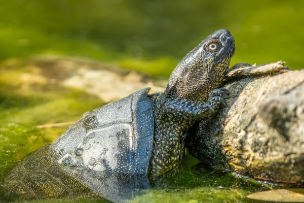 Europäische Sumpfschildkröte