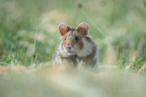 Feldhamster (Cricetus cricetus)