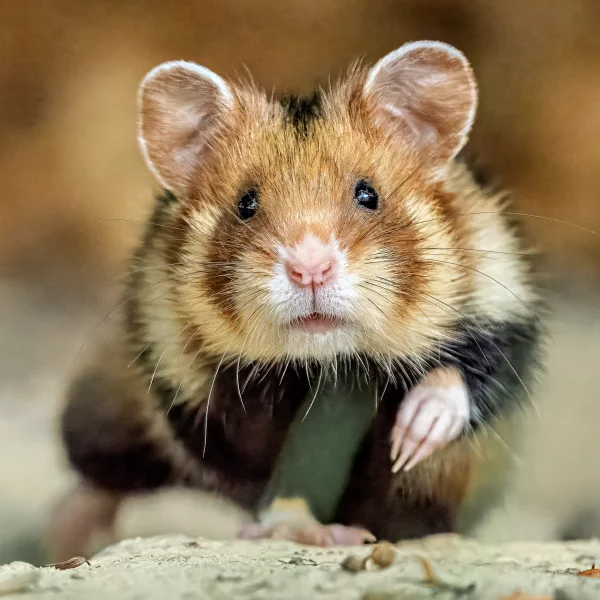 Feldhamster (Cricetus cricetus)